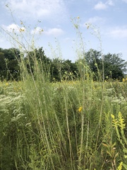 Helianthus salicifolius