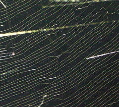 Trichonephila senegalensis annulata