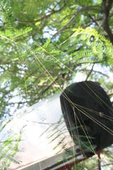 Trichonephila senegalensis annulata