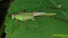 Phaneroptera nigroantennata