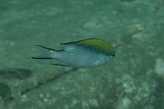 Chromis nitida
