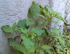 Solanum nigrescens