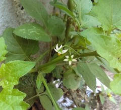 Solanum nigrescens