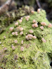 Baeomycetaceae