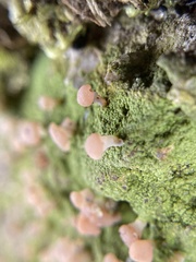 Baeomycetaceae