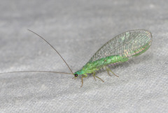 Mallada tripunctatus