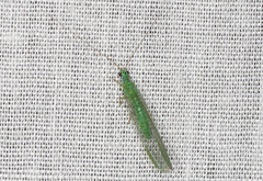 Mallada tripunctatus