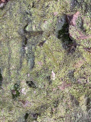 Baeomycetaceae