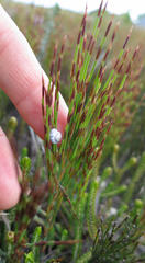 Xerocystis capensis