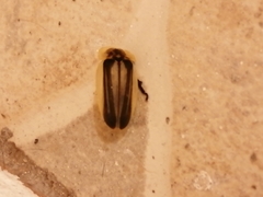 Cratomorphus signativentris