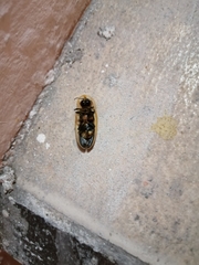 Cratomorphus signativentris