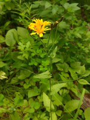 Crepis lyrata