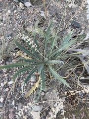 Mentzelia decapetala