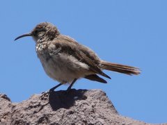 Upucerthia dumetaria