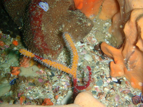 Homophyton verrucosum