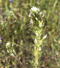 Castilleja attenuata