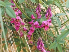 Indigofera intermedia
