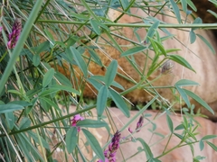 Indigofera intermedia