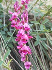 Indigofera intermedia
