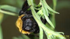 Xylocopa appendiculata circumvolans