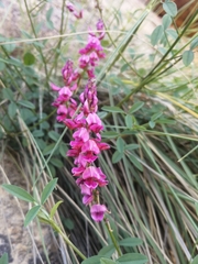 Indigofera intermedia