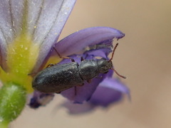 Eschatocrepis constrictus