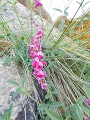 Indigofera intermedia