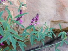 Indigofera intermedia