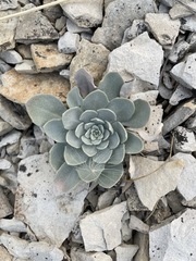 Physaria bellii