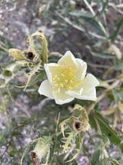 Mentzelia decapetala