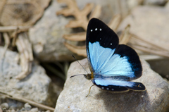 Lymanopoda caeruleata