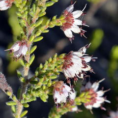 Erica ericoides