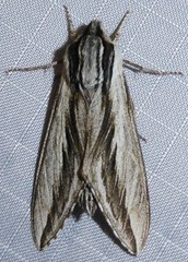 Sphinx dollii