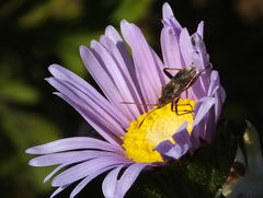 Stictopleurus scutellaris