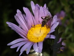 Stictopleurus scutellaris