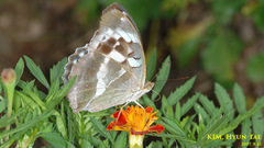 Argynnis sagana