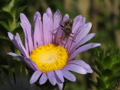 Stictopleurus scutellaris