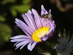 Stictopleurus scutellaris