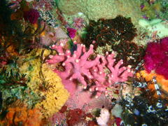 Stylaster nobilis