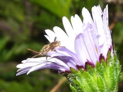 Stictopleurus scutellaris