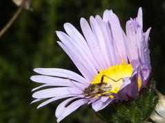 Stictopleurus scutellaris
