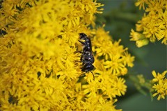 Megachile campanulae