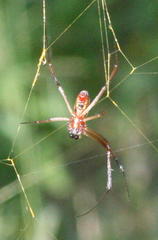 Trichonephila senegalensis annulata