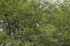 Streptopelia tranquebarica