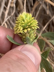 Procecidochares blanci