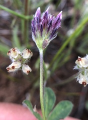 Trifolium dichotomum