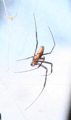 Trichonephila senegalensis annulata