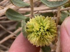 Procecidochares blanci