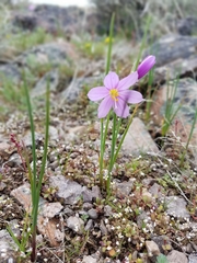 Olsynium douglasii douglasii
