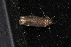 Chionodes lophosella